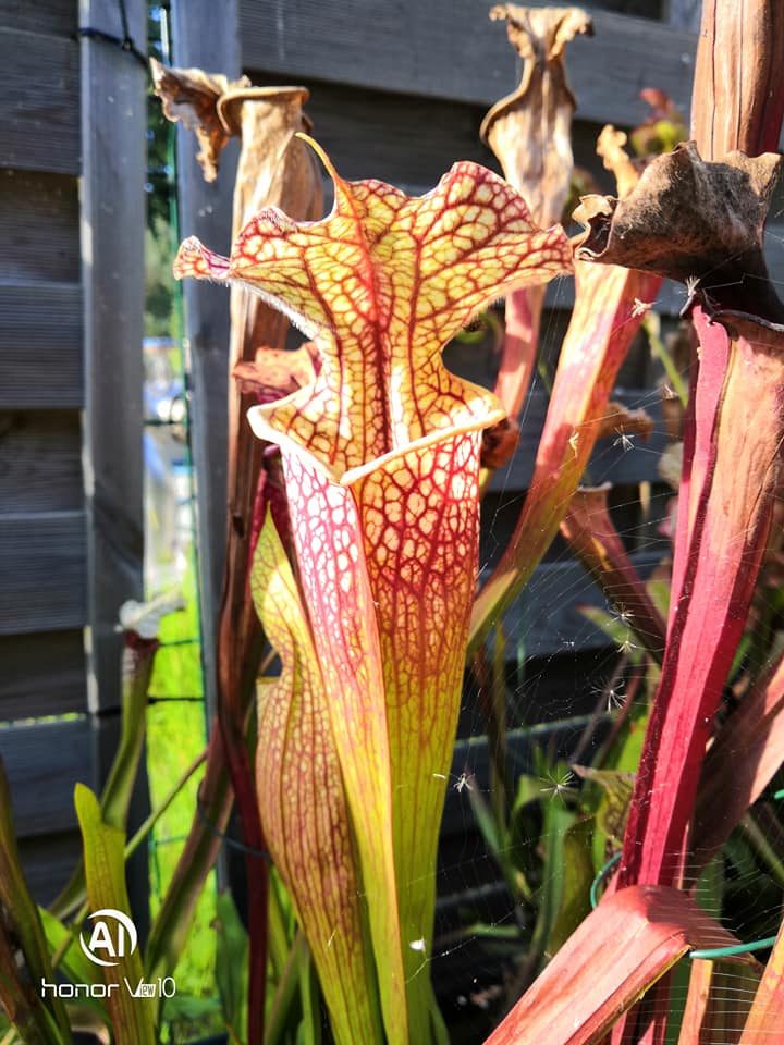 SXM01b Sarracenia x moorei -- "Voile Écarlate"
