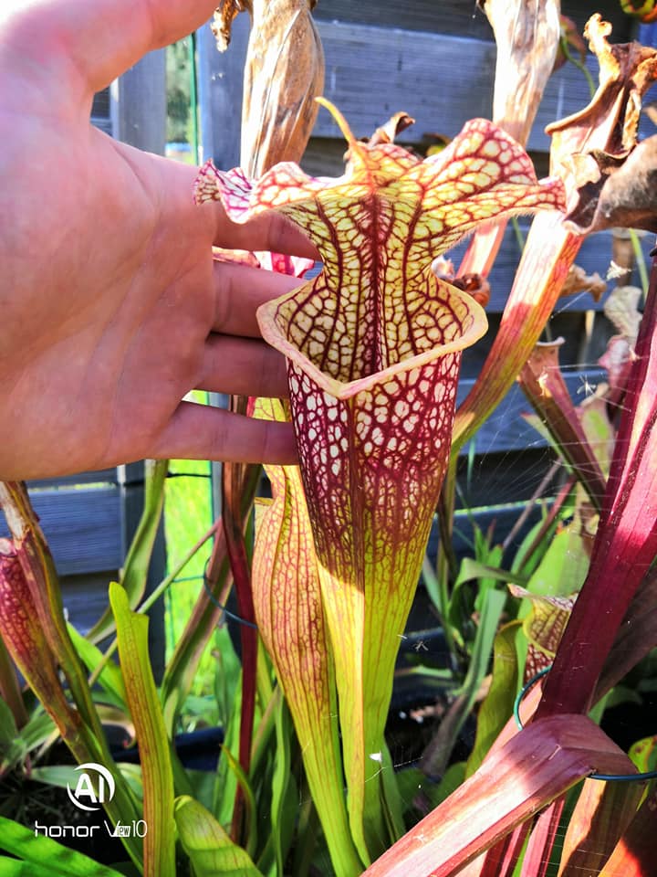 SXM01b Sarracenia x moorei -- "Voile Écarlate"