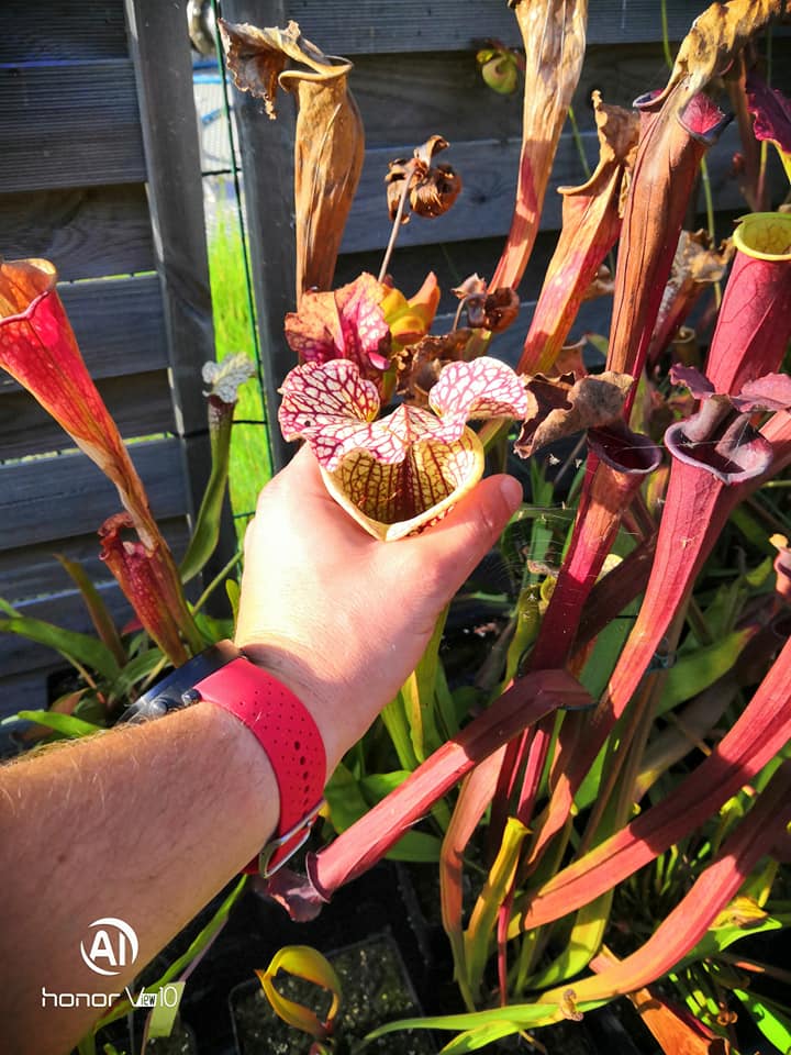 SXM01b Sarracenia x moorei -- "Voile Écarlate"