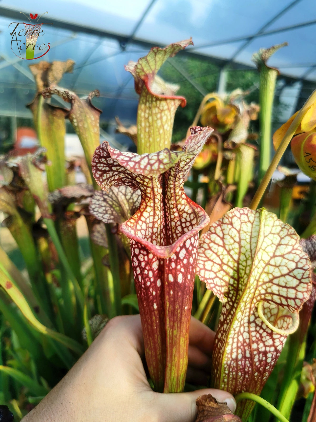SXM01b Sarracenia x moorei -- "Voile Écarlate"
