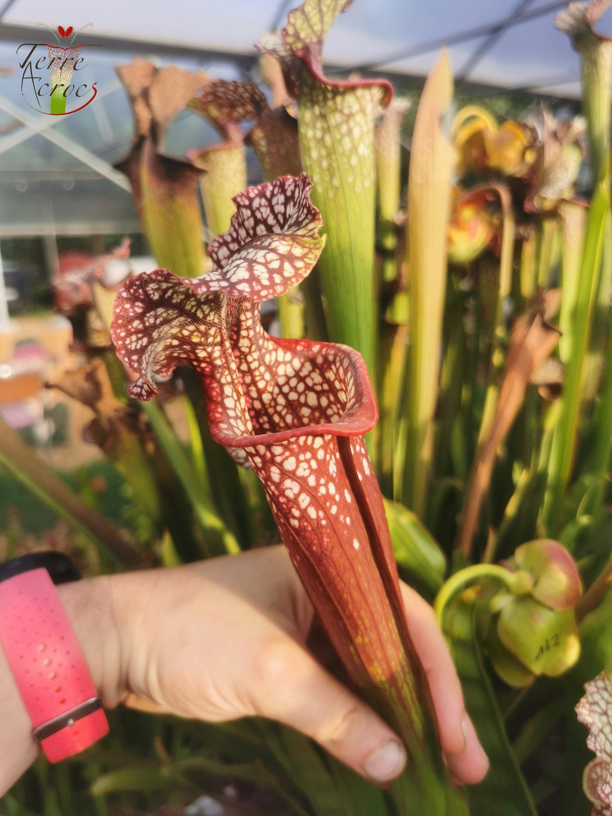 SXM01b Sarracenia x moorei -- "Voile Écarlate"