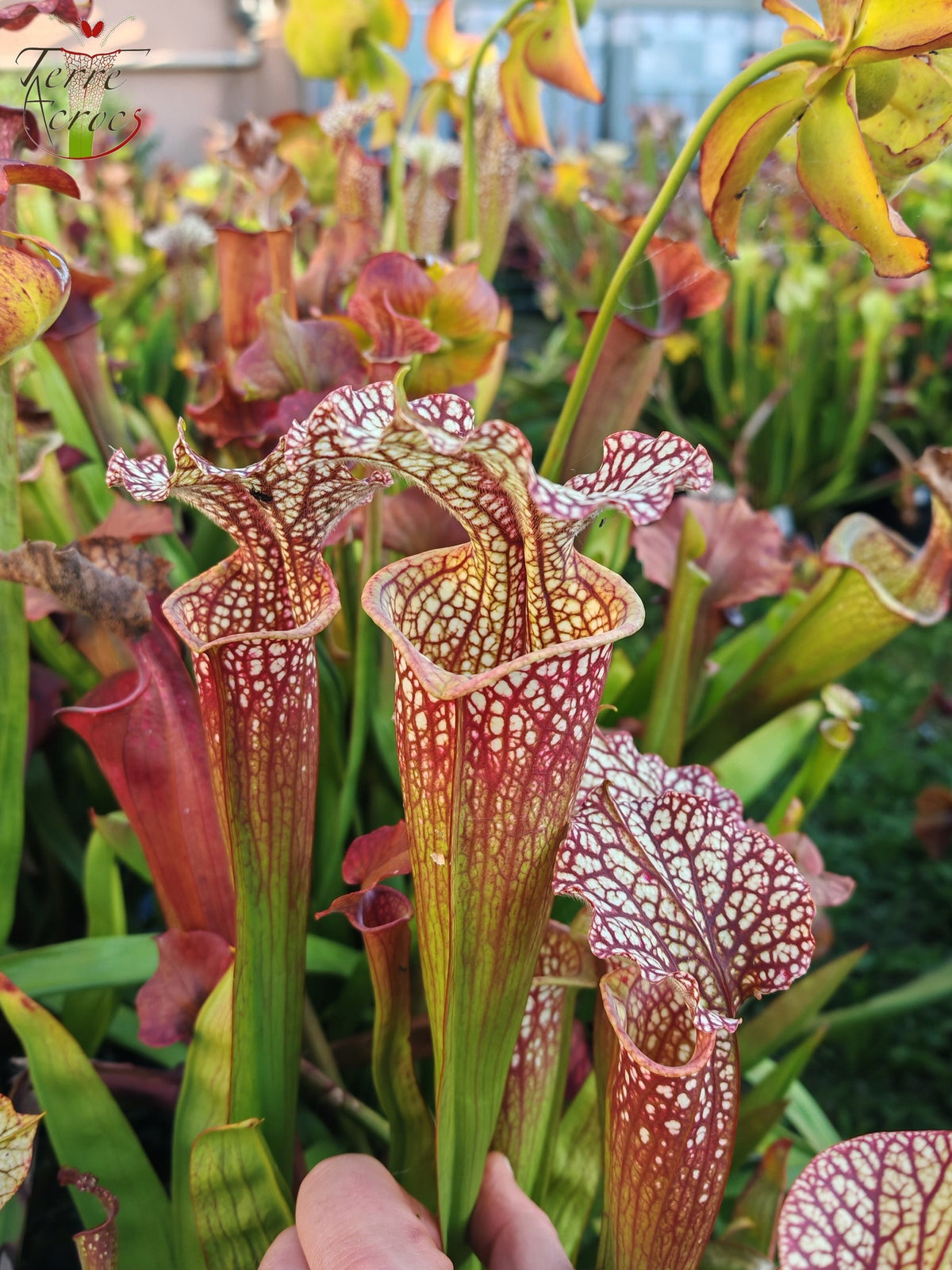 SXM01b Sarracenia x moorei -- "Voile Écarlate"