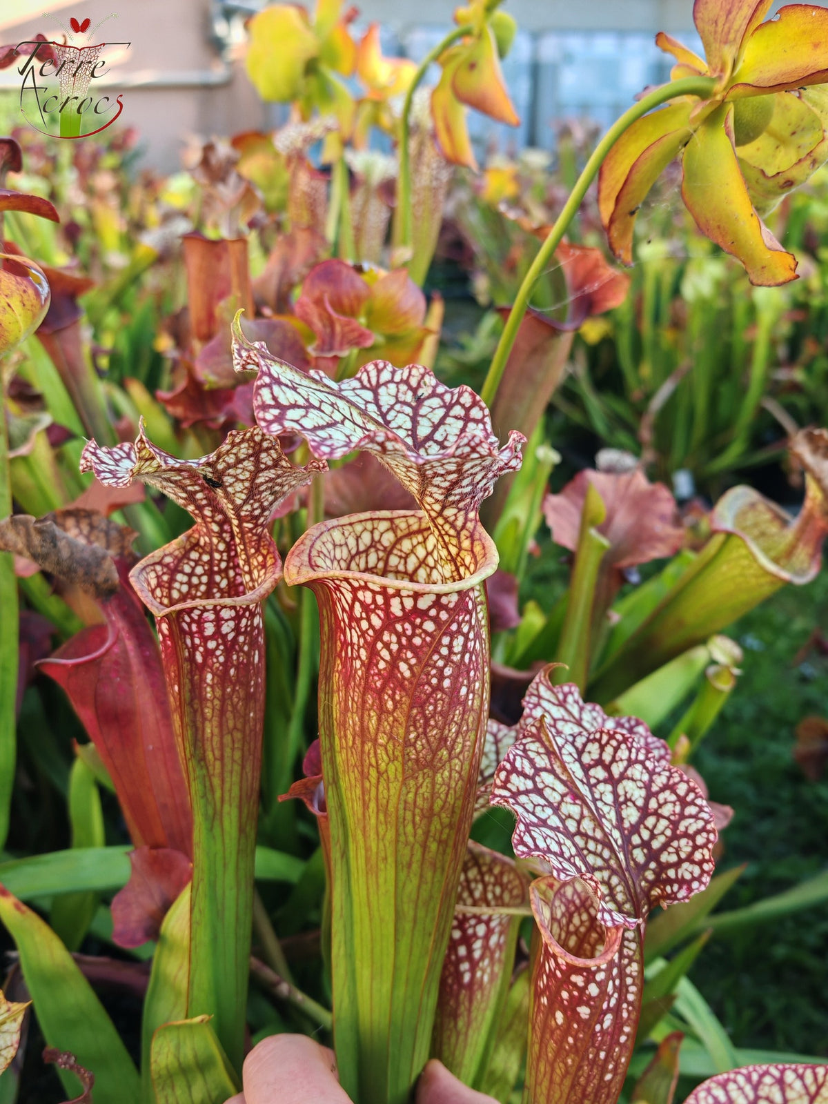 SXM01b Sarracenia x moorei -- "Voile Écarlate"
