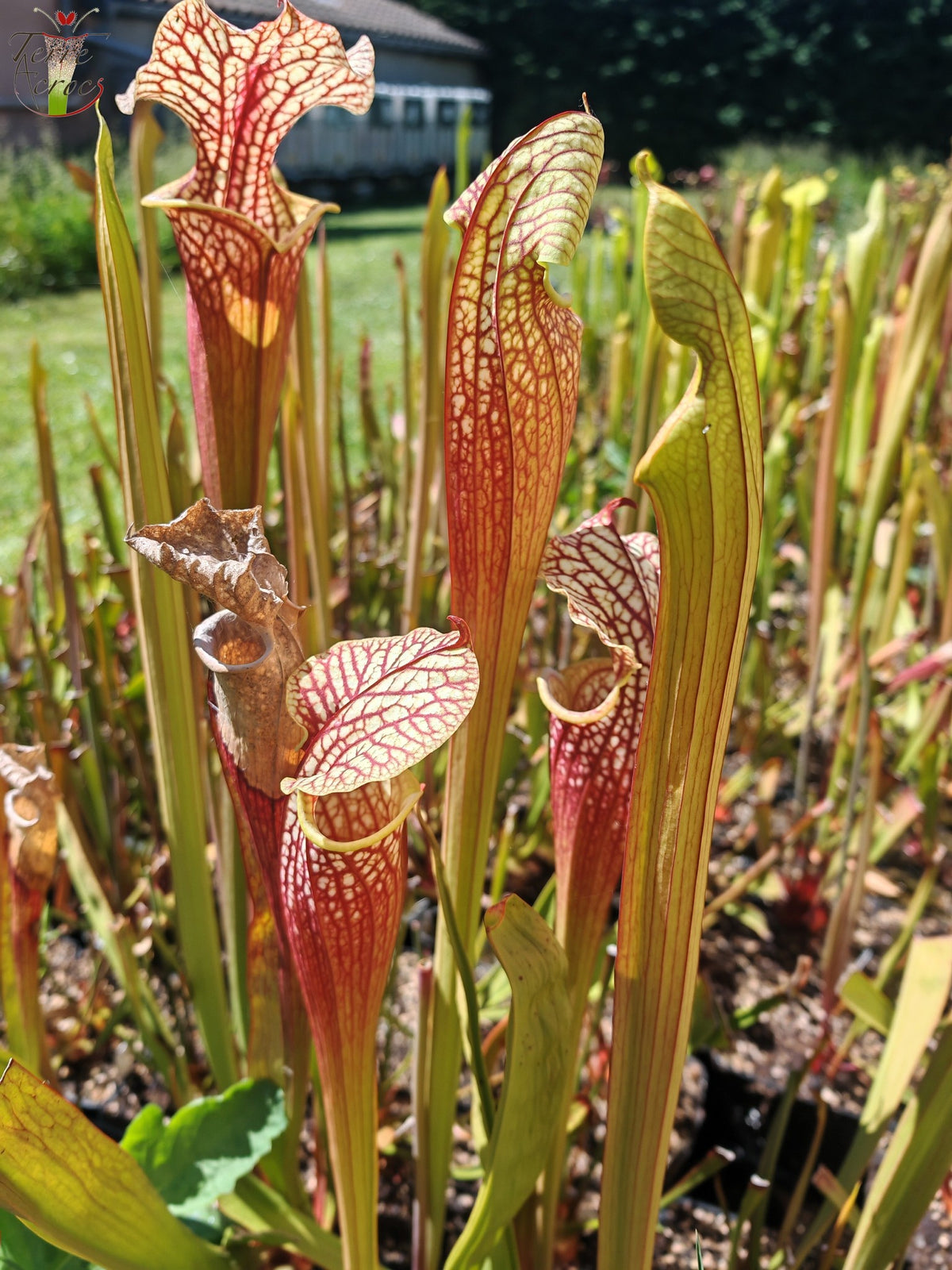 SXM01b Sarracenia x moorei -- "Voile Écarlate"