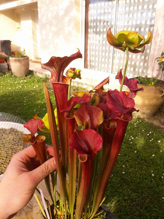 SXM02 Sarracenia x moorei -- “Luben’s Red”