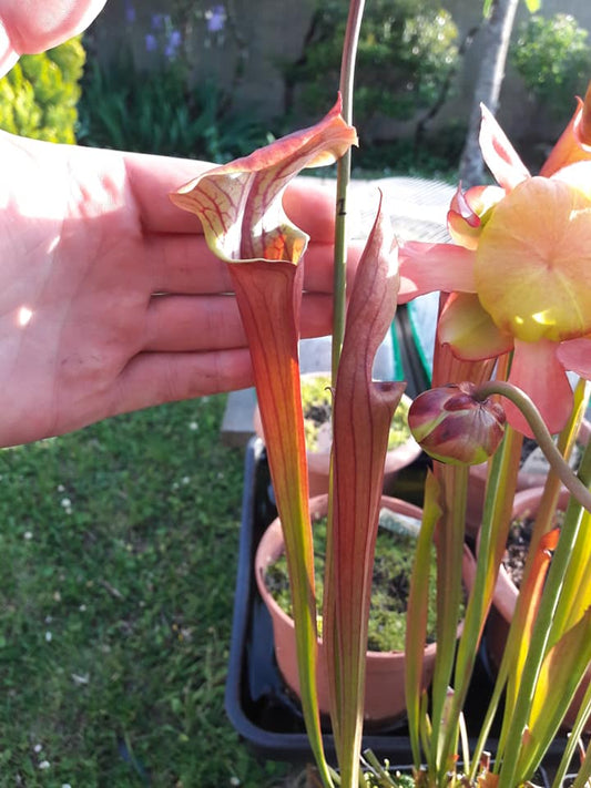 SXM02 Sarracenia x moorei -- “Luben’s Red”