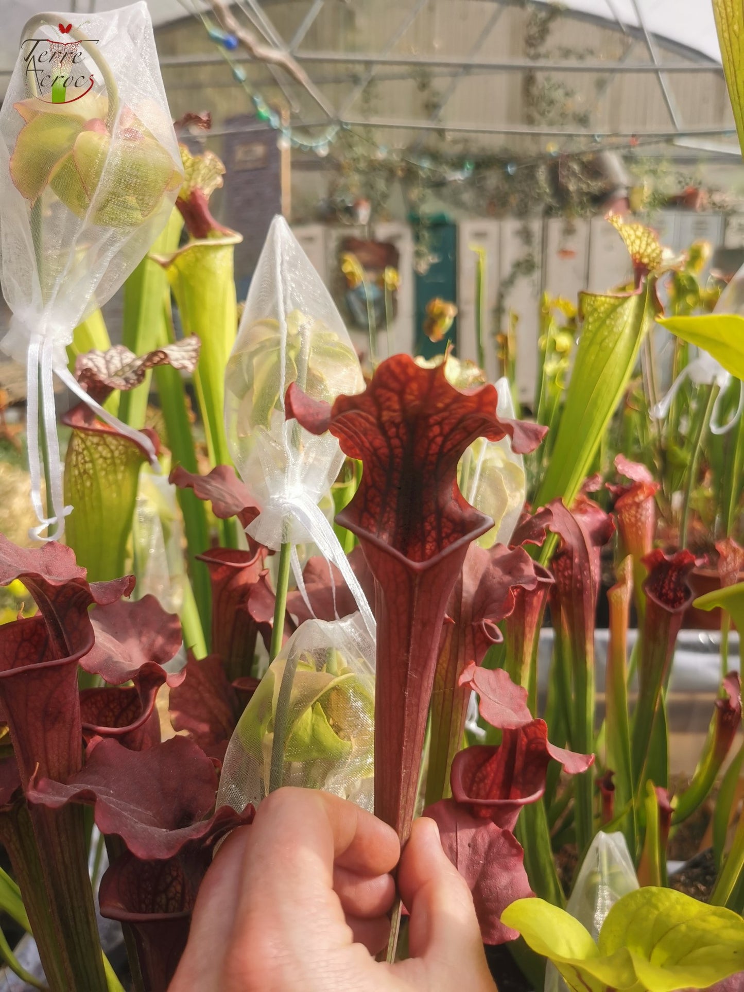 SXM02 Sarracenia x moorei -- “Luben’s Red”
