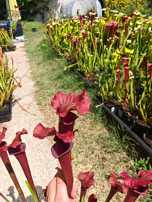 SXM02 Sarracenia x moorei -- “Luben’s Red”