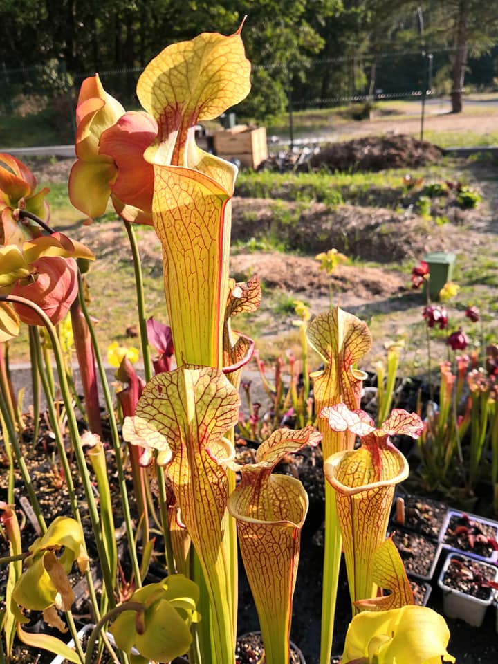SXM03 Sarracenia x moorei — 'Leah Wilkerson' (H112, MK)