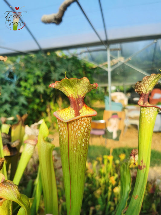 SXM03 Sarracenia x moorei — ‘Leah Wilkerson’ (H112, MK)