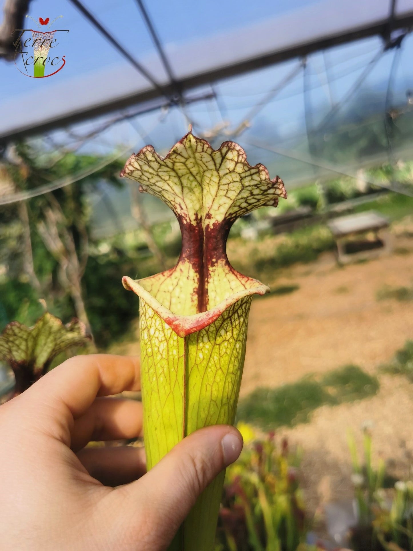 SXM03 Sarracenia x moorei — 'Leah Wilkerson' (H112, MK)