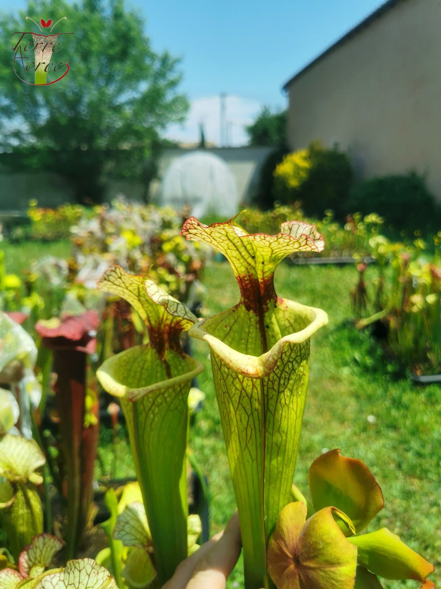 SXM03 Sarracenia x moorei — 'Leah Wilkerson' (H112, MK)