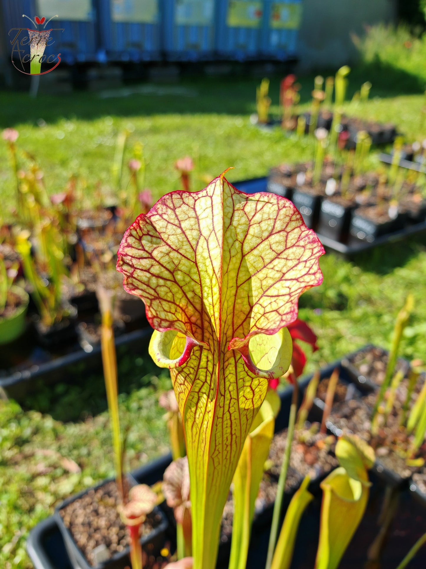SXM03 Sarracenia x moorei — 'Leah Wilkerson' (H112, MK)