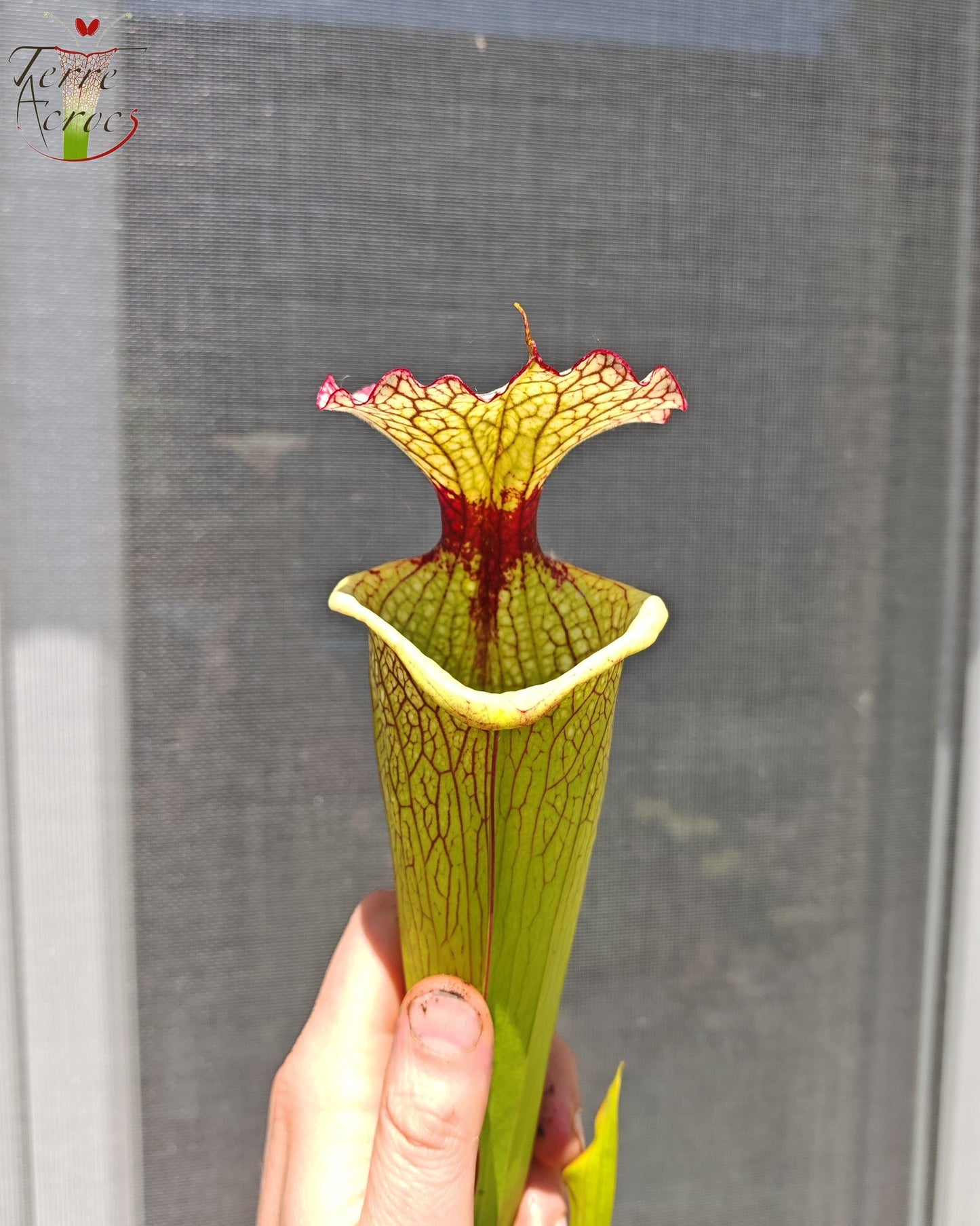 SXM03 Sarracenia x moorei — 'Leah Wilkerson' (H112, MK)