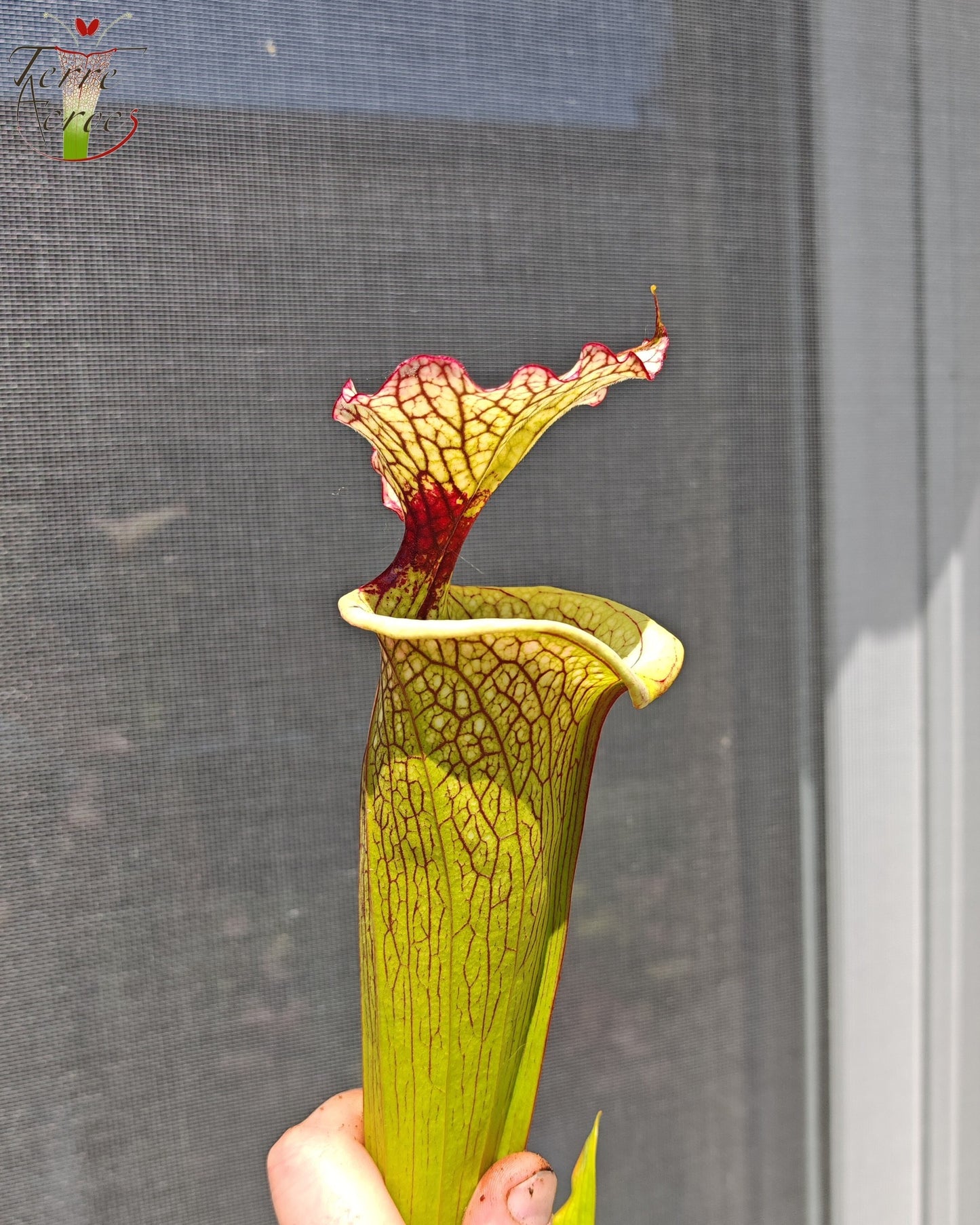 SXM03 Sarracenia x moorei — 'Leah Wilkerson' (H112, MK)