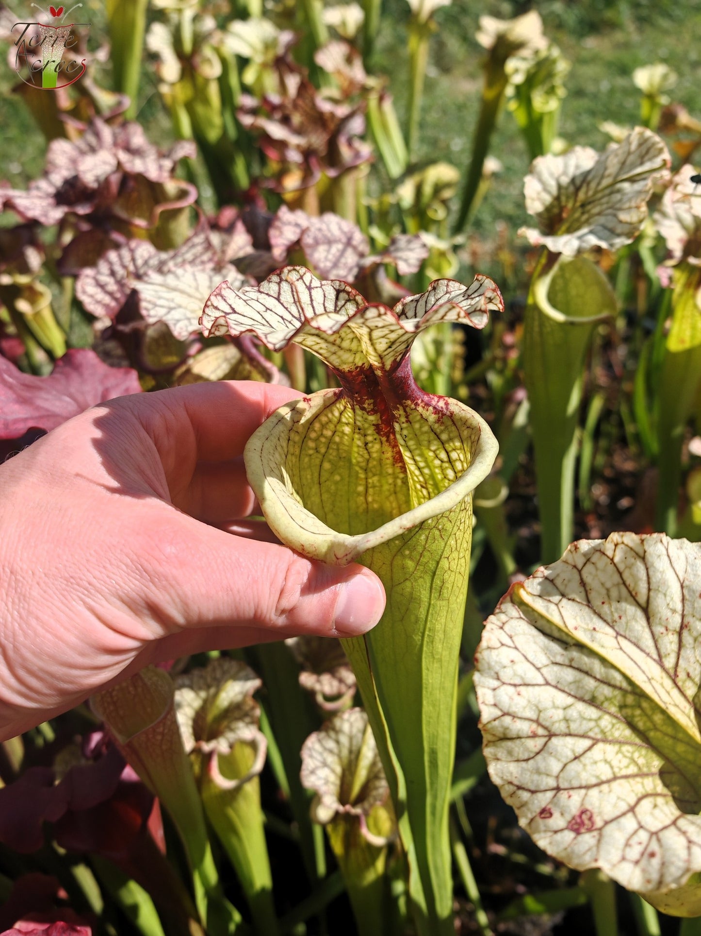 SXM03 Sarracenia x moorei — 'Leah Wilkerson' (H112, MK)