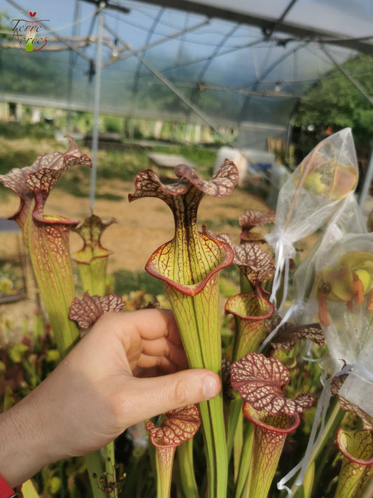SXM04 Sarracenia x moorei -- (S. leucophylla "Purple Lips" x S. flava var. cuprea)(Phil Faulisi hybrid)
