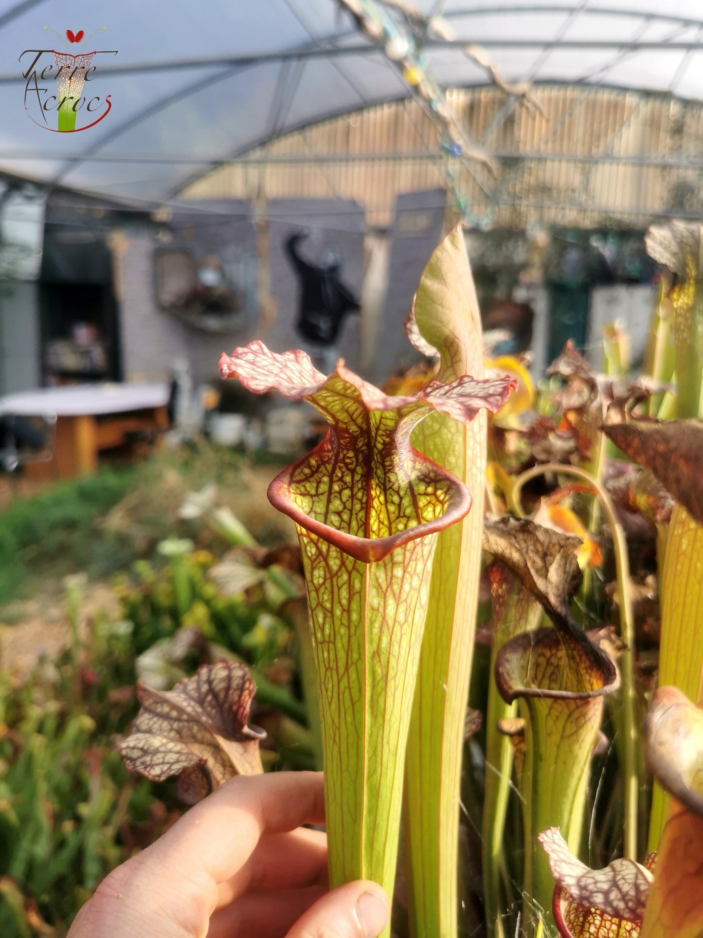 SXM04 Sarracenia x moorei -- (S. leucophylla "Purple Lips" x S. flava var. cuprea)(Phil Faulisi hybrid)