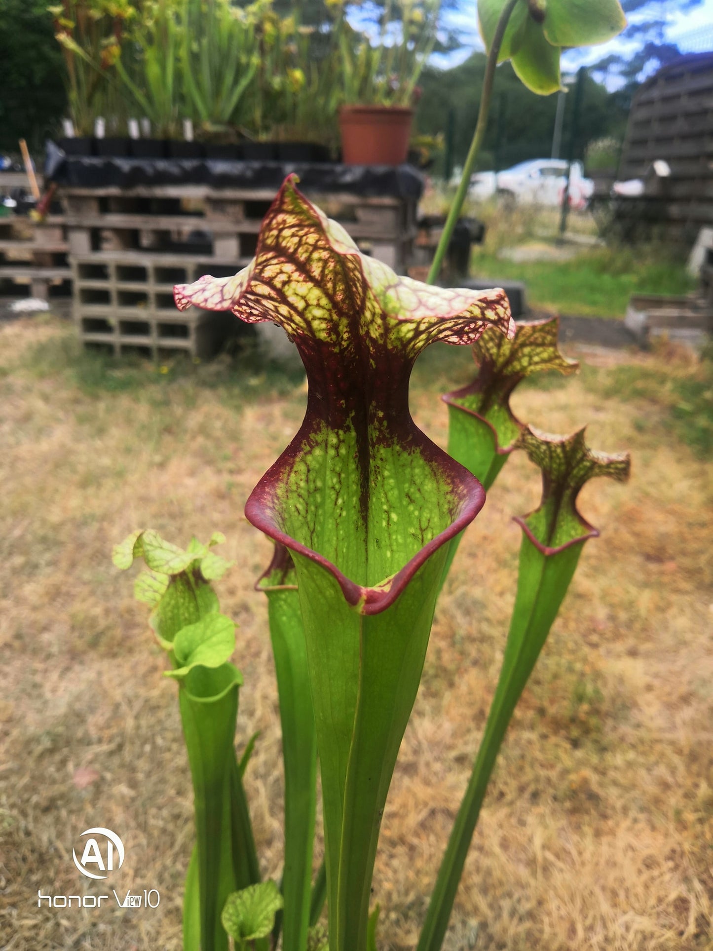 SXM06n Sarracenia x moorei — (S. flava var. ornata (F88, MK) x S. leucophylla (L18, MK))(clone N)