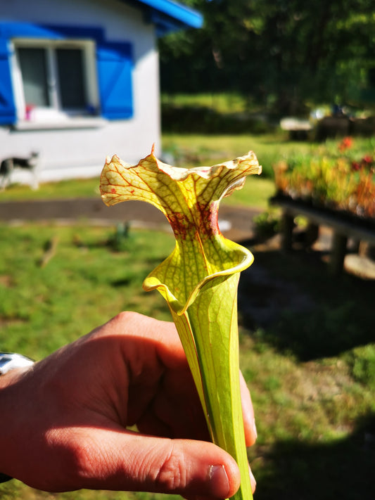 SXM07 Sarracenia x moorei — FL, (W) (S. flava var. rugelii x S. leucophylla) (H34, MK)