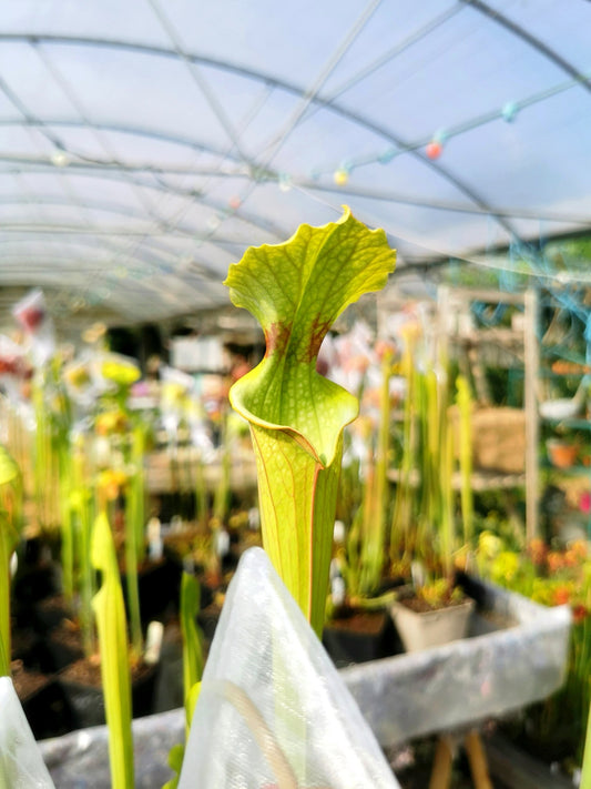 SXM07 Sarracenia x moorei — FL, (W) (S. flava var. rugelii x S. leucophylla) (H34, MK)