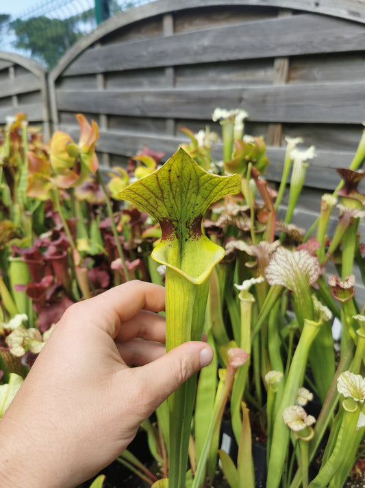 SXM08 Sarracenia x moorei – ‘Brook’s Hybrid’ (H7, MK)