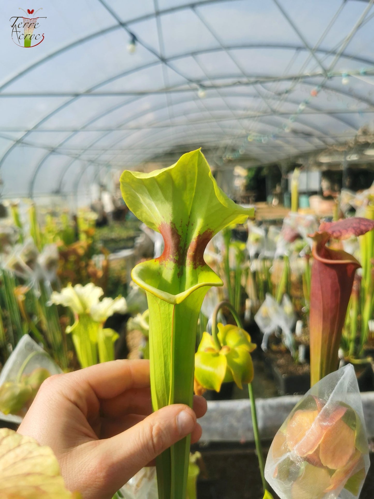 SXM08 Sarracenia x moorei – ‘Brook’s Hybrid’ (H7, MK)