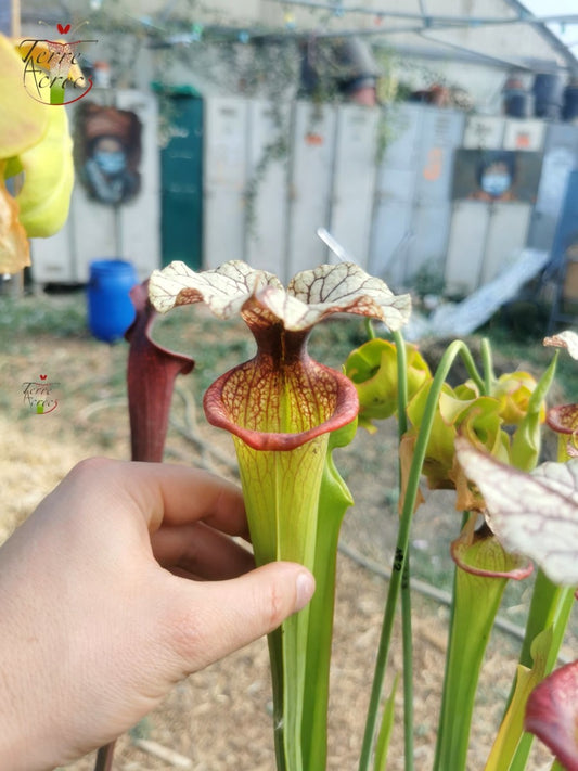 SXM09 Sarracenia x moorei -- ‘Adrian Slack’ (H113, MK)
