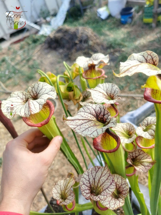 SXM09 Sarracenia x moorei -- ‘Adrian Slack’ (H113, MK)