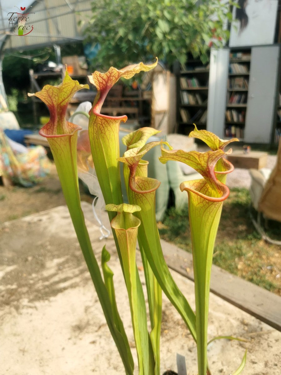 SXM09 Sarracenia x moorei -- ‘Adrian Slack’ (H113, MK)