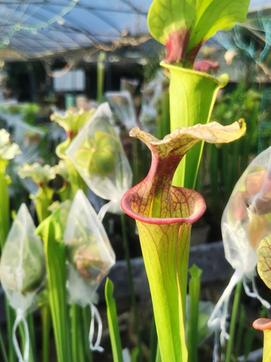 SXM09 Sarracenia x moorei -- ‘Adrian Slack’ (H113, MK)