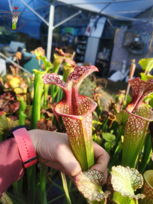 SXM10 Sarracenia x moorei -- “Elizabeth Aydon” (H193, MK)