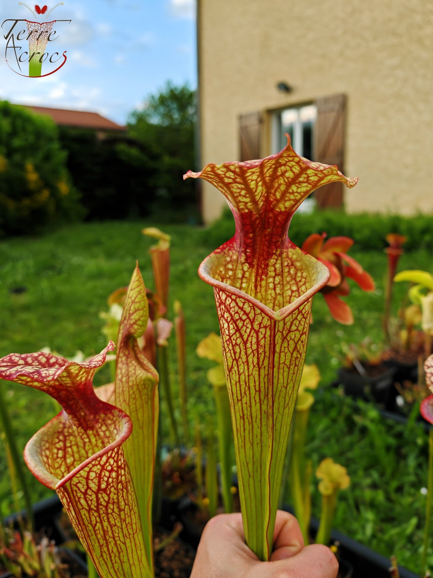 SXM10 Sarracenia x moorei -- “Elizabeth Aydon” (H193, MK)