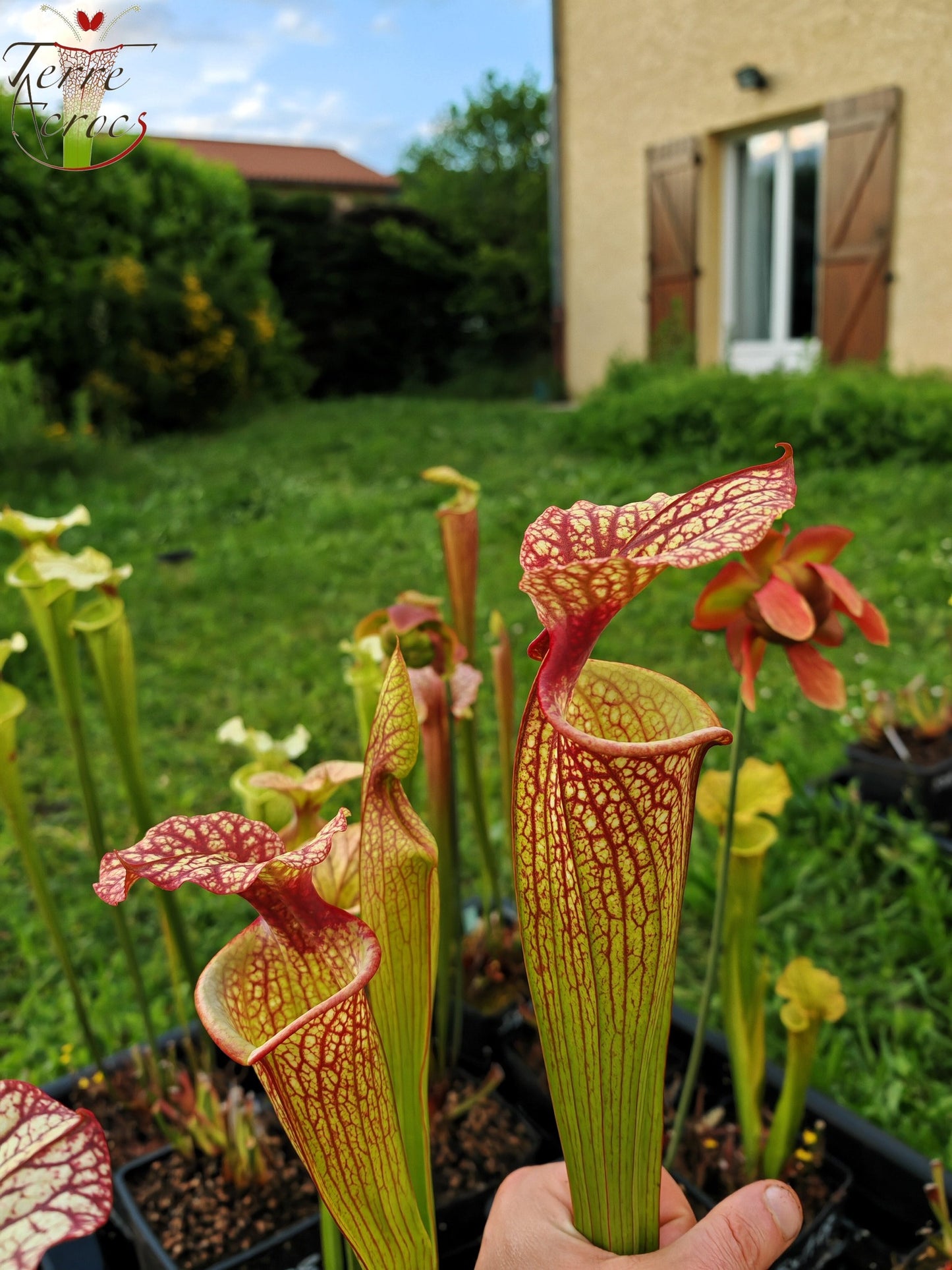 SXM10 Sarracenia x moorei -- “Elizabeth Aydon” (H193, MK)