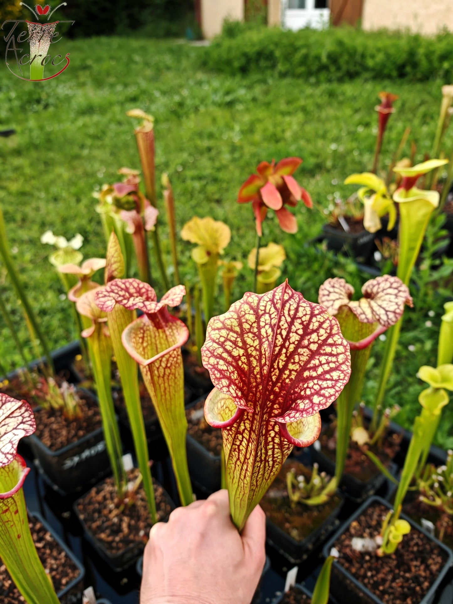 SXM10 Sarracenia x moorei -- “Elizabeth Aydon” (H193, MK)