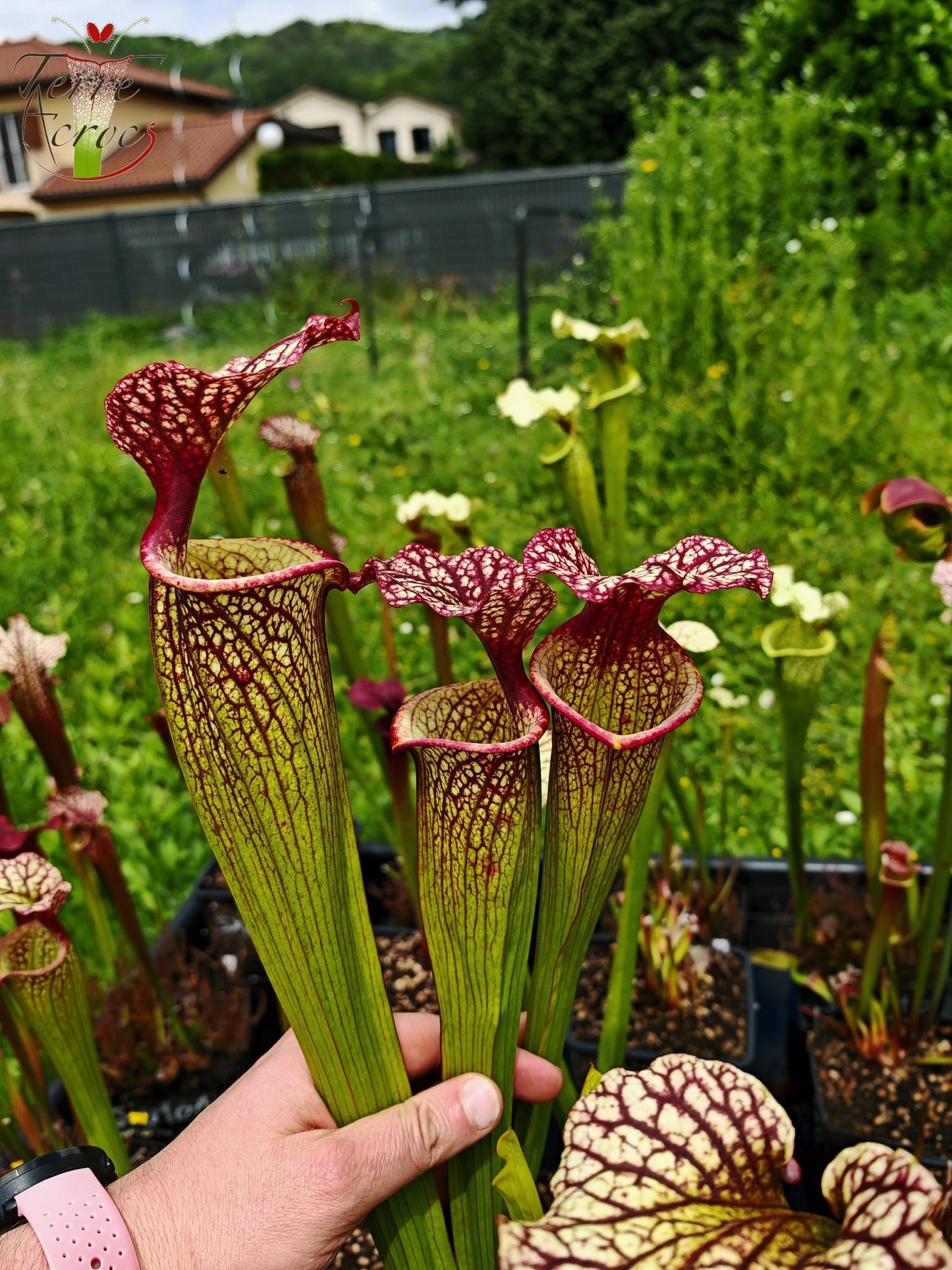 SXM10 Sarracenia x moorei -- “Elizabeth Aydon” (H193, MK)