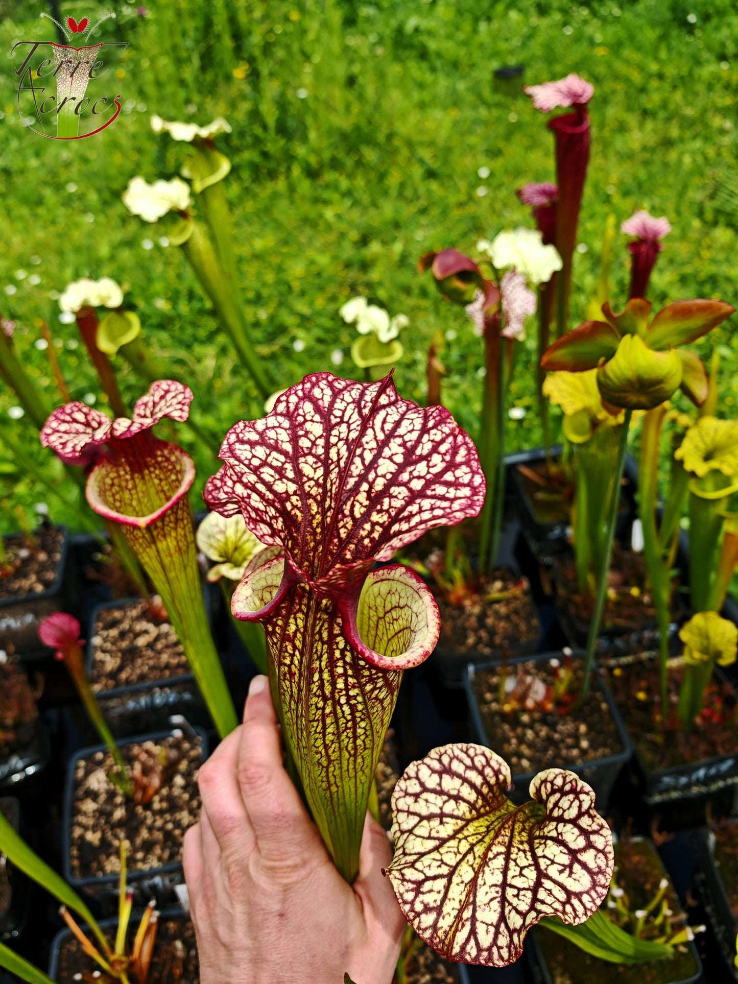 SXM10 Sarracenia x moorei -- “Elizabeth Aydon” (H193, MK)