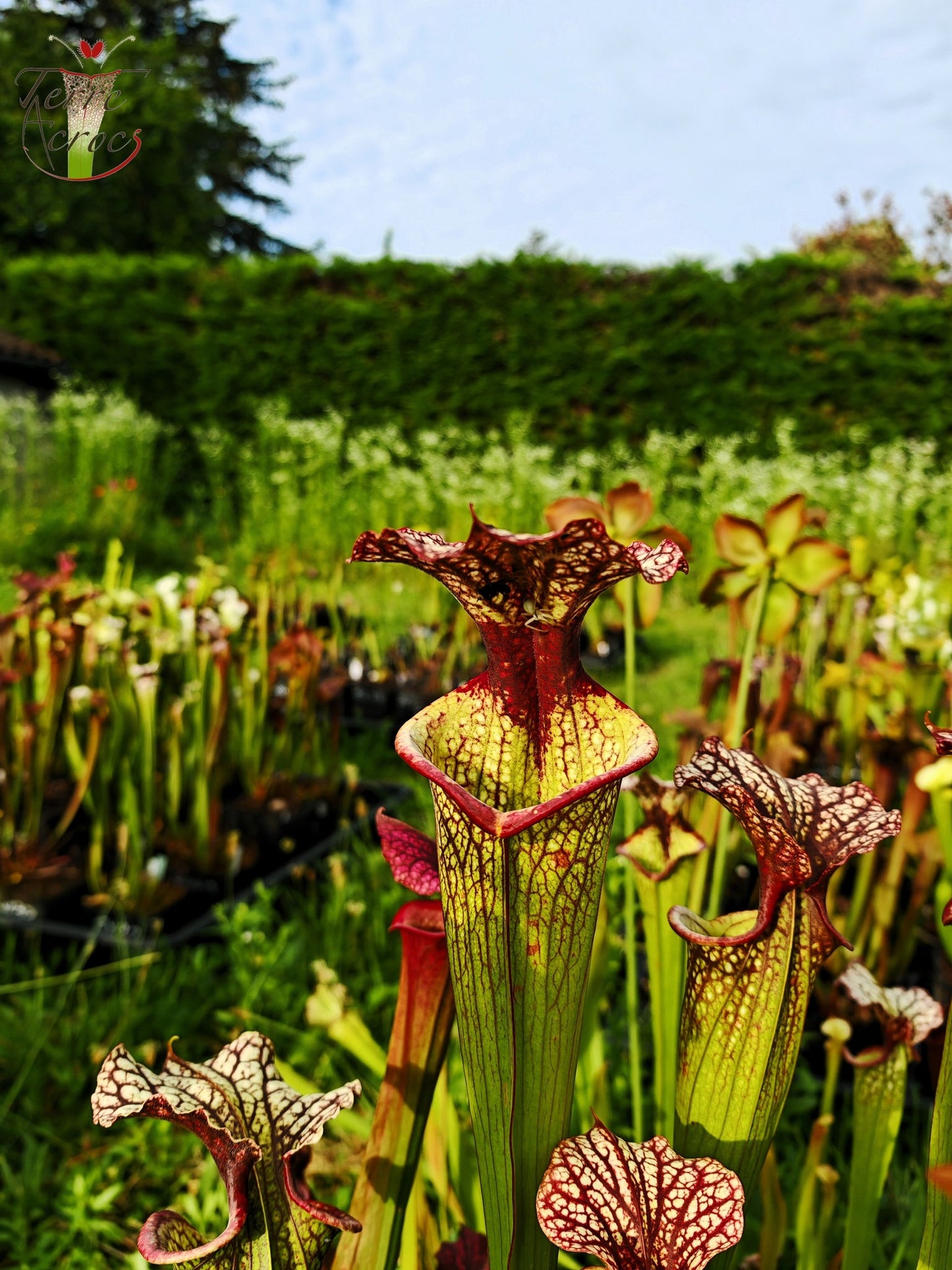 SXM10 Sarracenia x moorei -- “Elizabeth Aydon” (H193, MK)