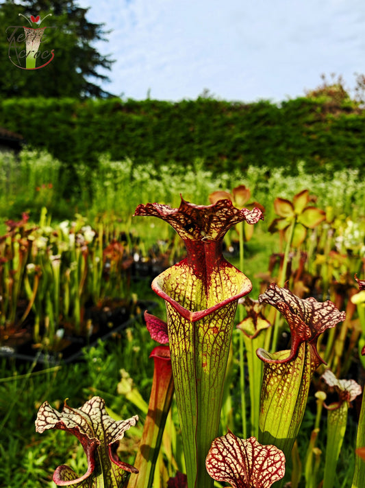 SXM10 Sarracenia x moorei -- “Elizabeth Aydon” (H193, MK)