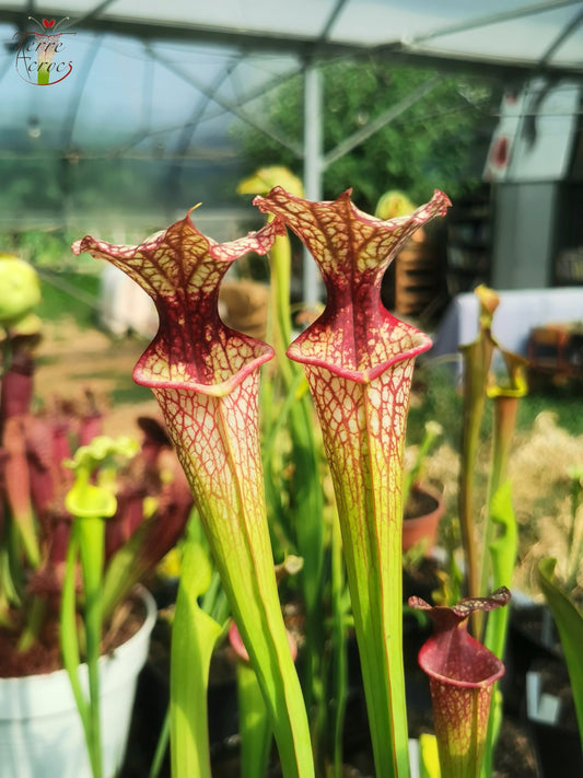 SXM10a Sarracenia x moorei -- "Elizabeth Aydon" (H193, MK)