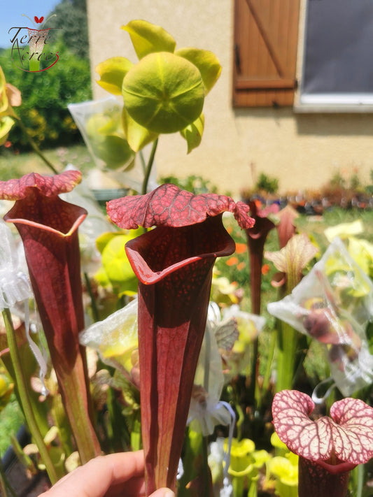 SXM11 Sarracenia x moorei -- “Praetorian Guard” (H260, MK)