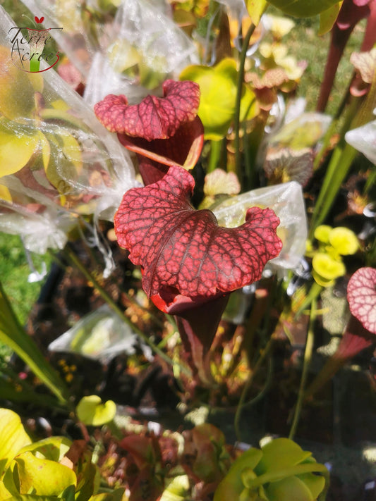 SXM11 Sarracenia x moorei -- “Praetorian Guard” (H260, MK)
