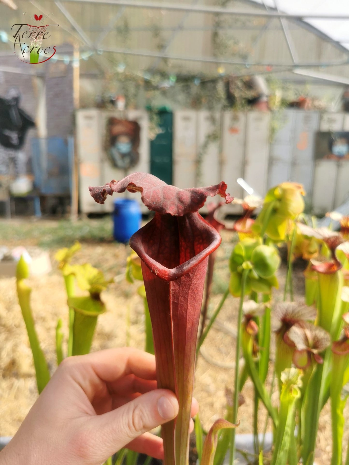 SXM11 Sarracenia x moorei -- “Praetorian Guard” (H260, MK)