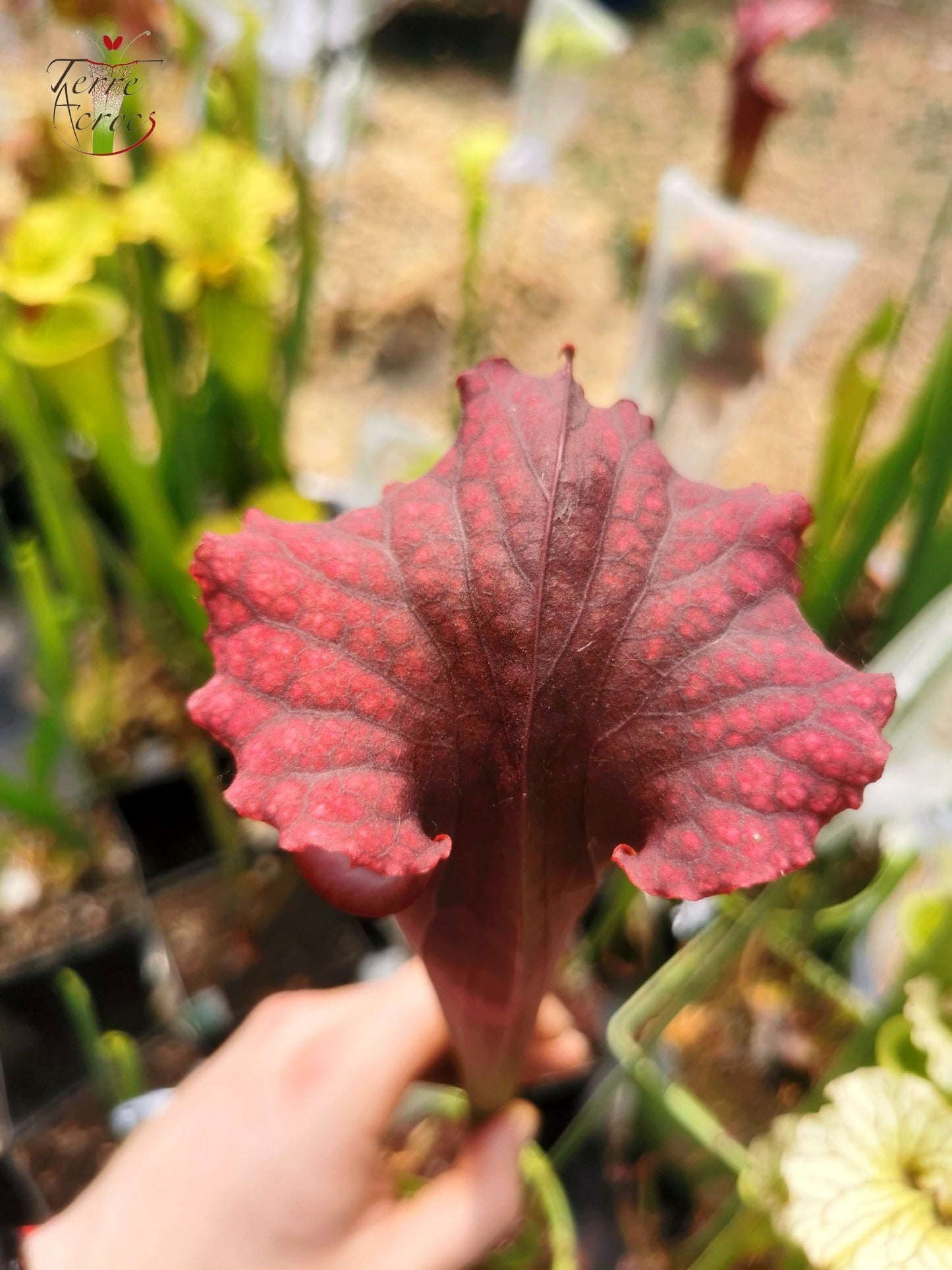 SXM11 Sarracenia x moorei -- “Praetorian Guard” (H260, MK)