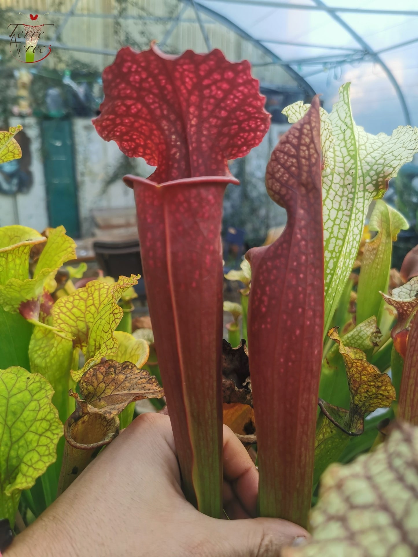 SXM11 Sarracenia x moorei -- “Praetorian Guard” (H260, MK)