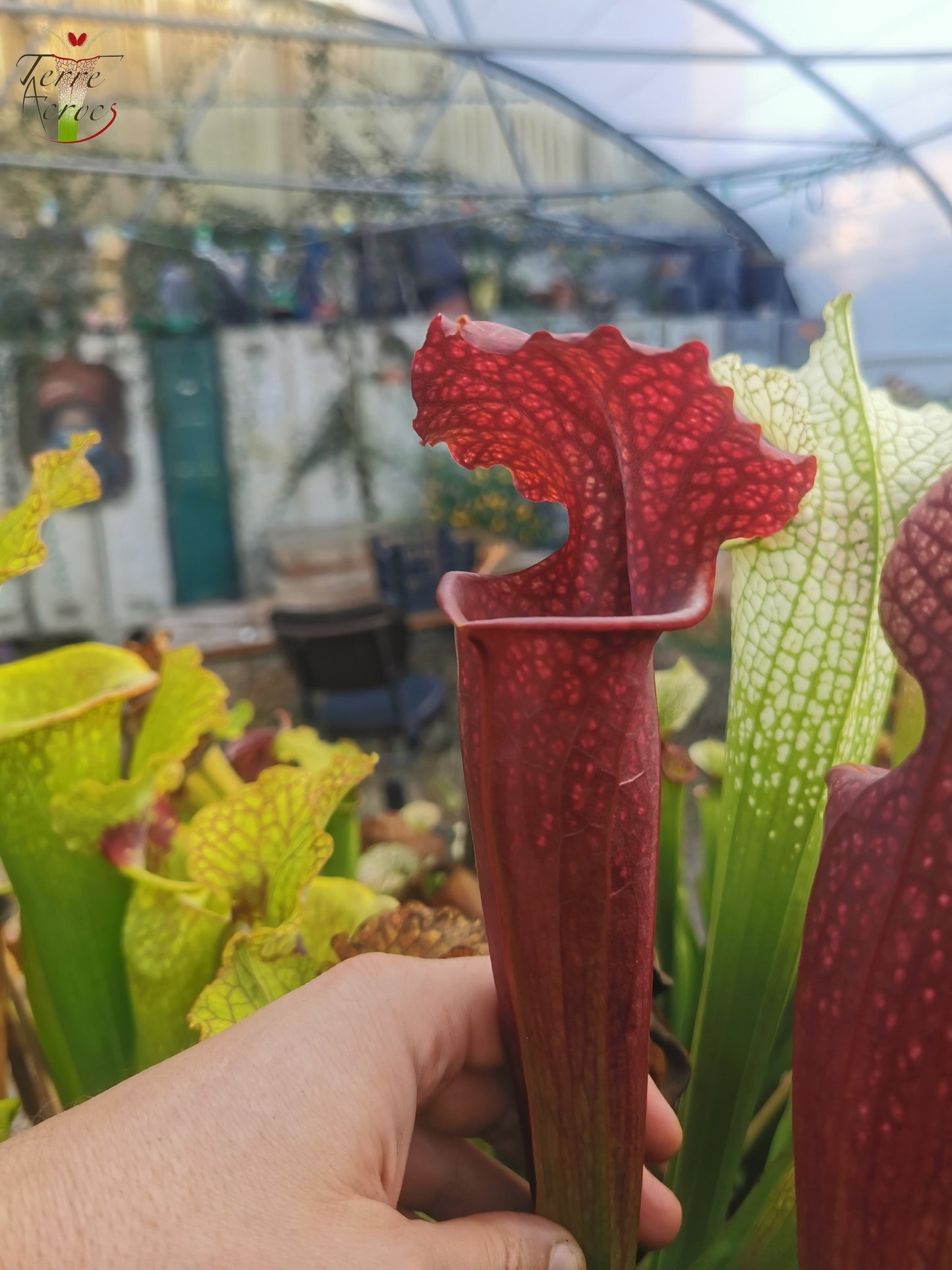 SXM11 Sarracenia x moorei -- “Praetorian Guard” (H260, MK)