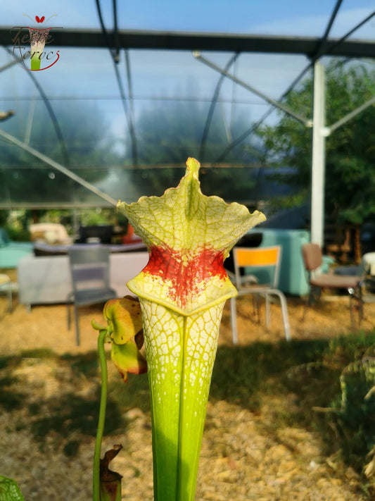 SXM12 Sarracenia x moorei -- "Wilkerson White Knight" (H211, MK)