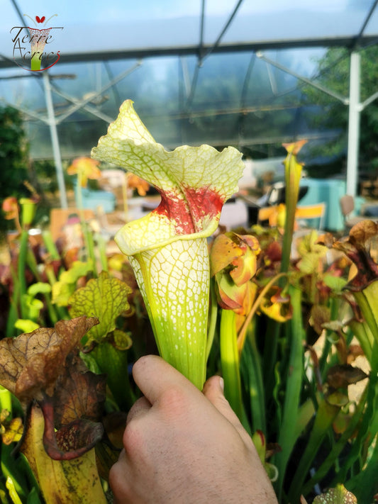 SXM12 Sarracenia x moorei -- "Wilkerson White Knight" (H211, MK)