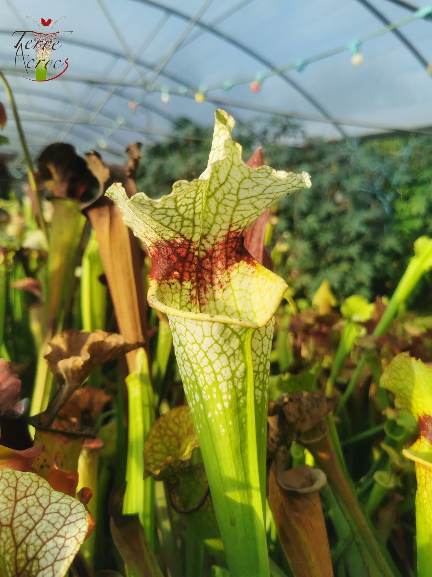 SXM12 Sarracenia x moorei -- "Wilkerson White Knight" (H211, MK)