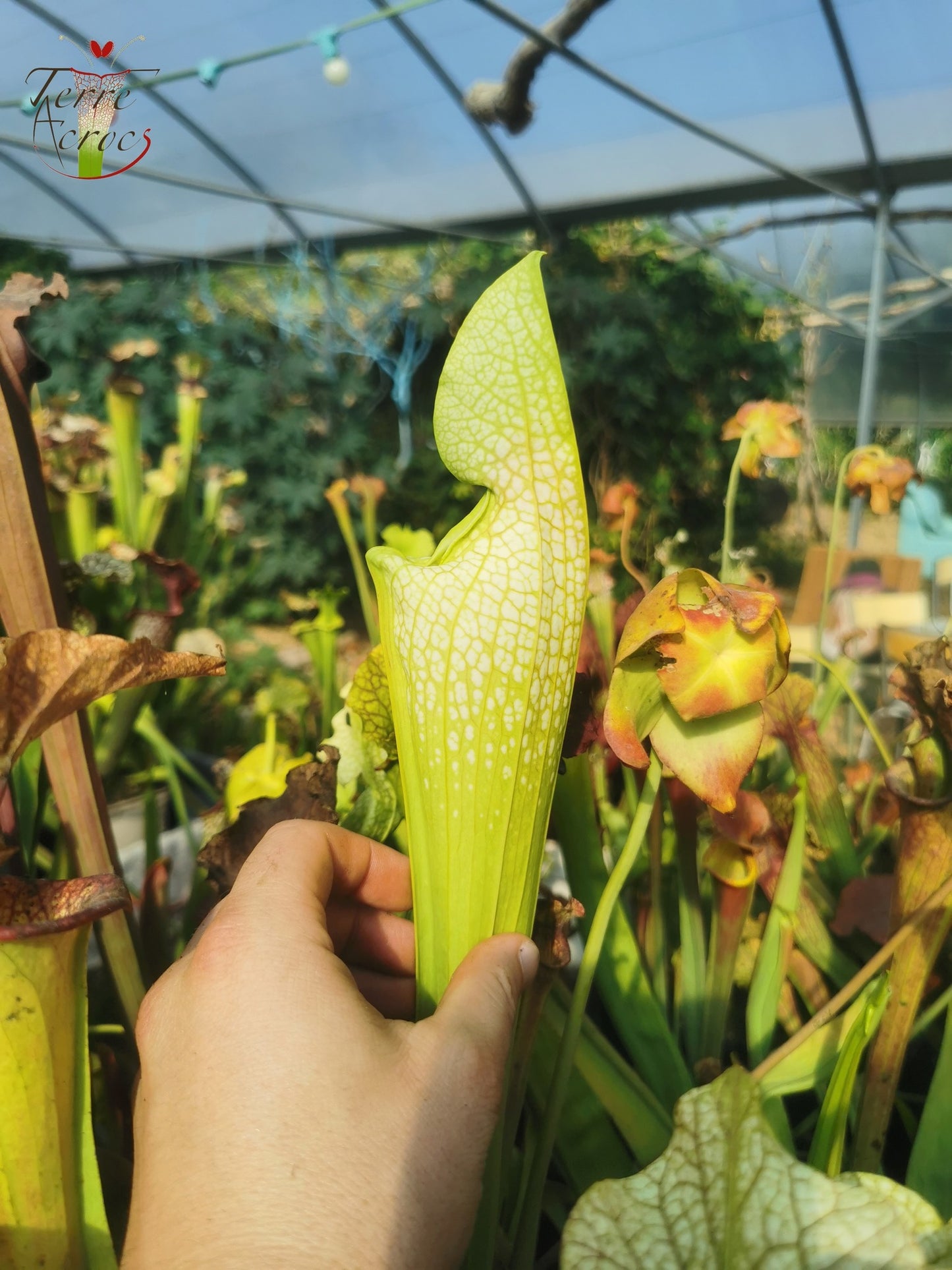 SXM12 Sarracenia x moorei -- "Wilkerson White Knight" (H211, MK)